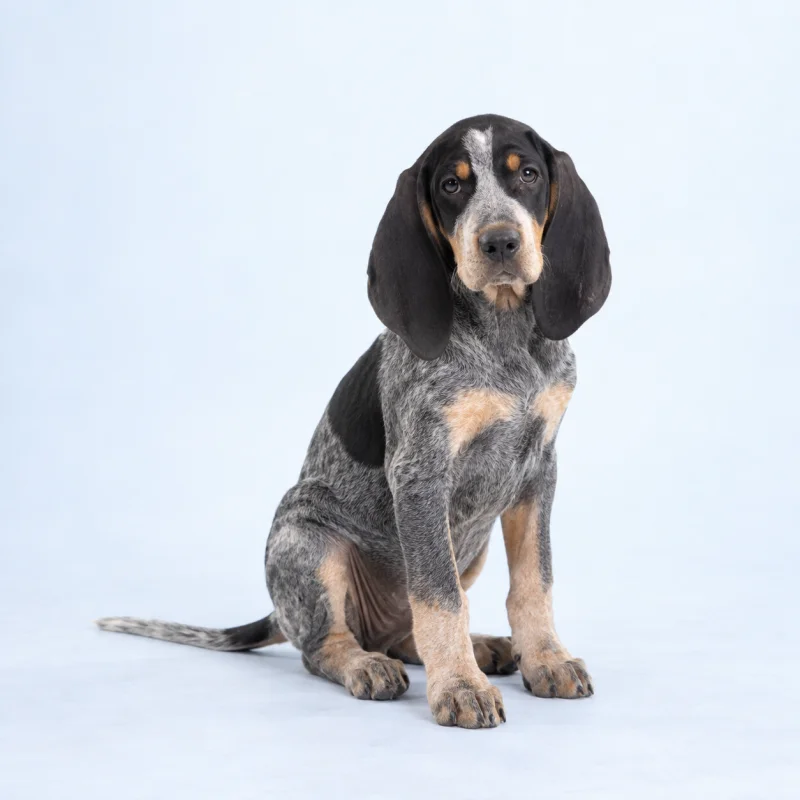 Filhote de Bluetick Coonhound — imagem ilustrativa gerada por IA