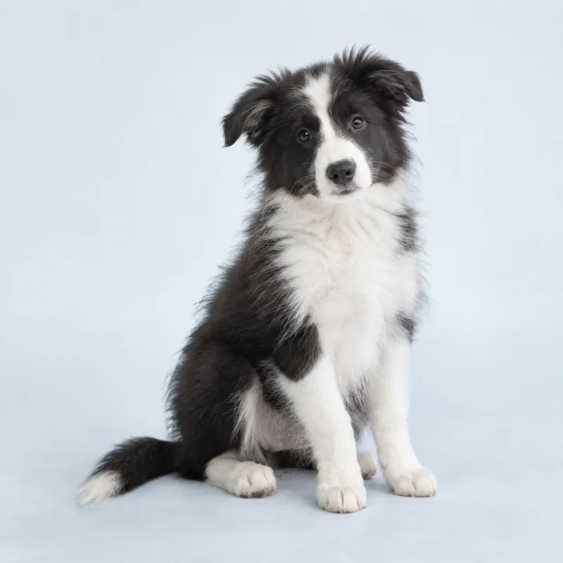 Filhote de Border Collie — imagem ilustrativa gerada por IA
