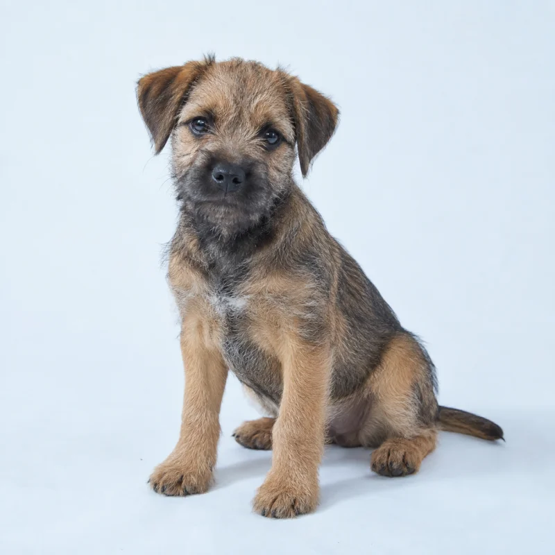 Filhote de Border Terrier — imagem ilustrativa gerada por IA