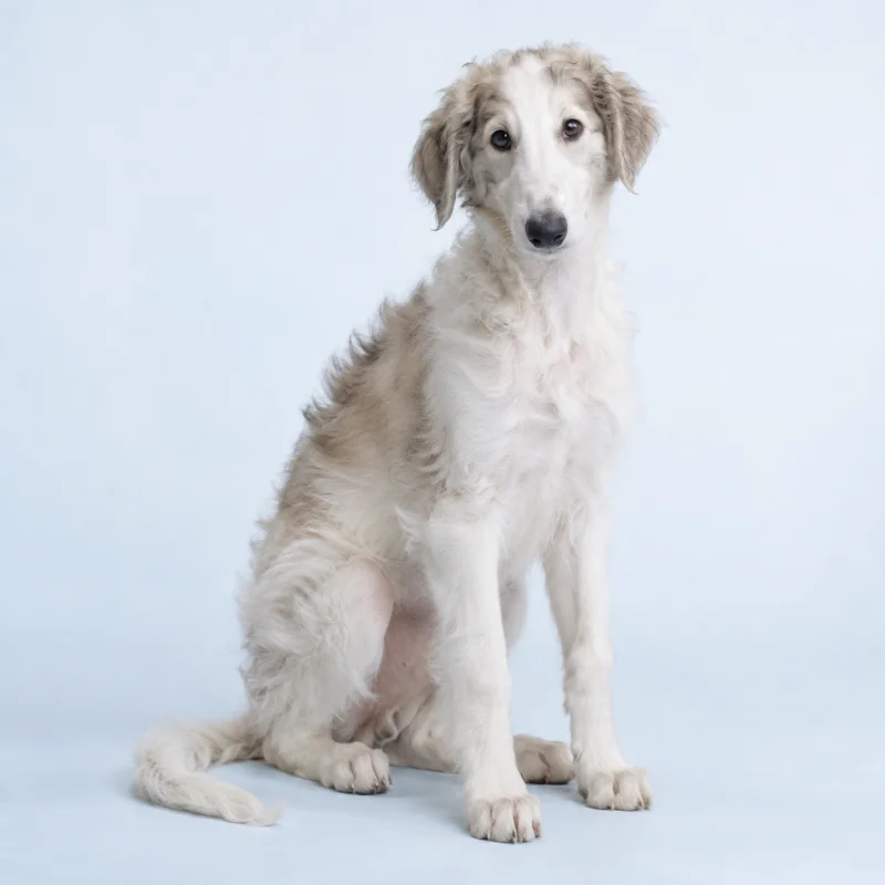 Filhote de Borzoi — imagem ilustrativa gerada por IA