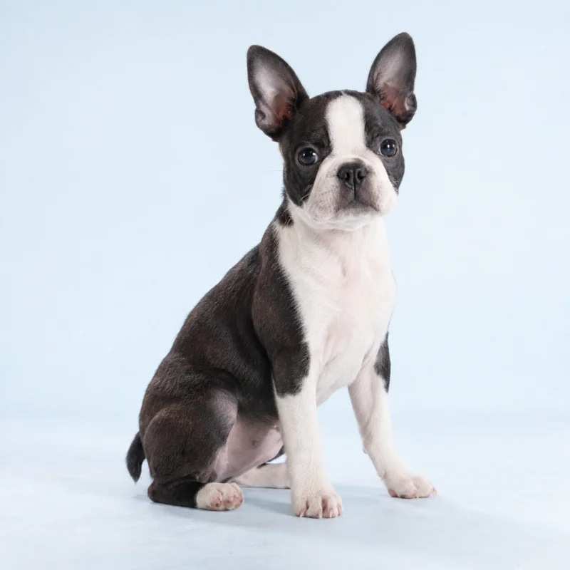 Filhote de Boston Terrier — imagem ilustrativa gerada por IA