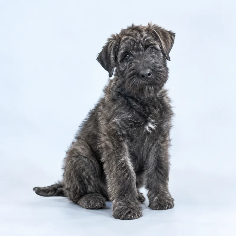 Filhote de Bouvier Des Flandres — imagem ilustrativa gerada por IA
