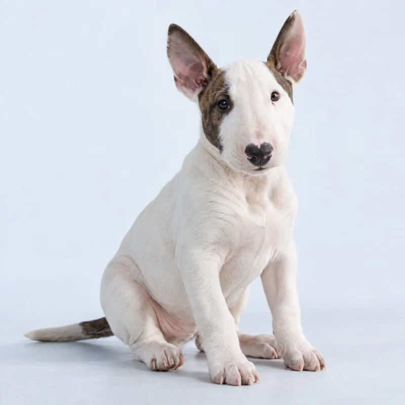 Filhote de Bull Terrier — imagem ilustrativa gerada por IA