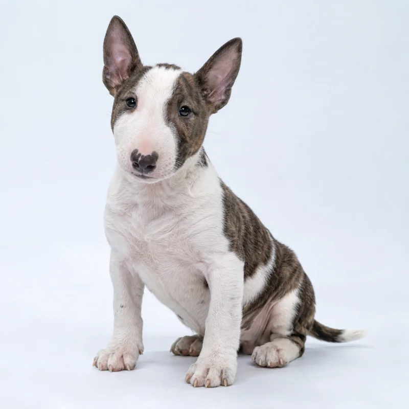 Filhote de Bull Terrier Miniatura — imagem ilustrativa gerada por IA