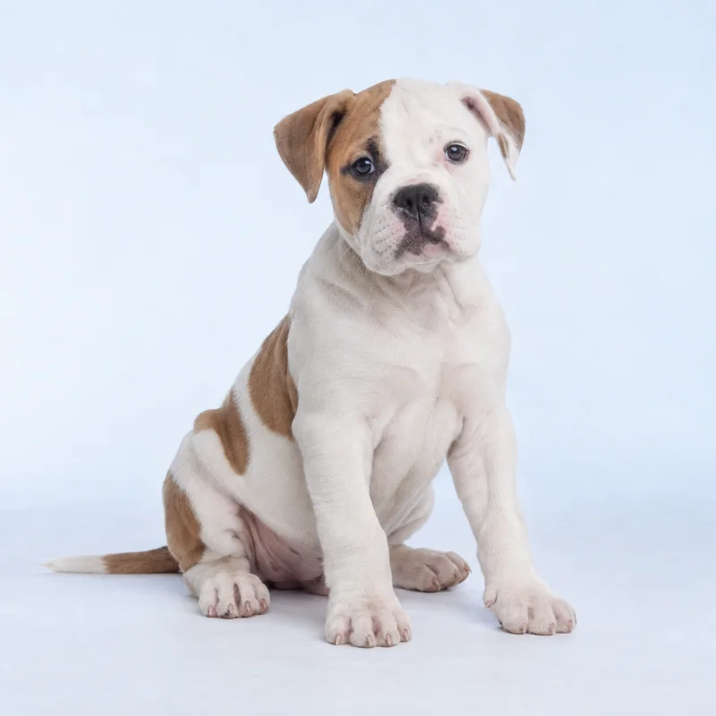 Filhote de Bulldogue Americano — imagem ilustrativa gerada por IA