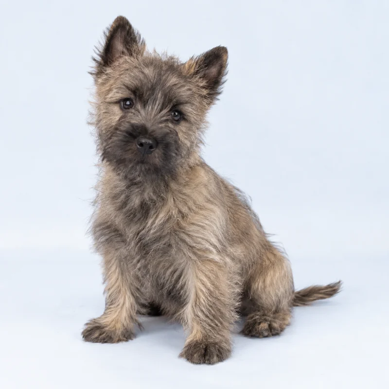 Filhote de Cairn Terrier — imagem ilustrativa gerada por IA