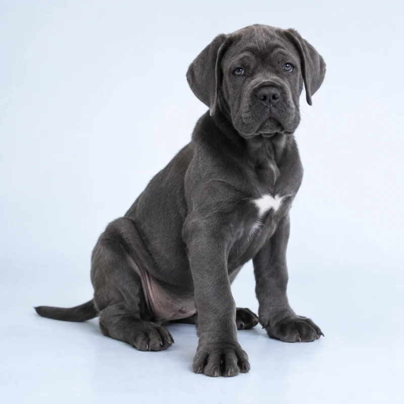Filhote de Cane Corso — imagem ilustrativa gerada por IA
