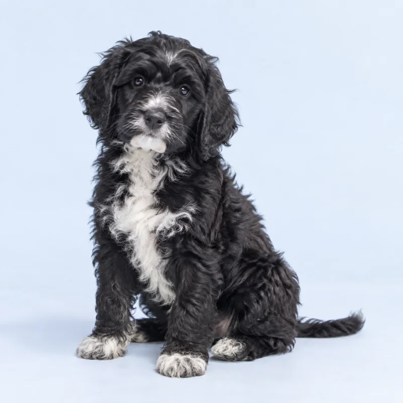Filhote de Cão d'Água Português — imagem ilustrativa gerada por IA