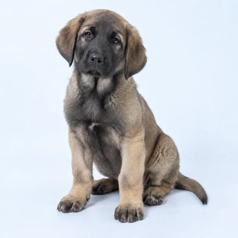 Filhote de Cão da Serra da Estrela de Pelo Curto — imagem ilustrativa gerada por IA