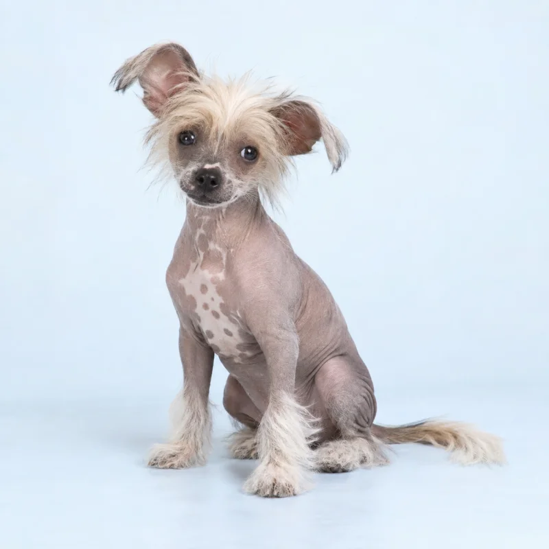Filhote de Cão de Crista Chinês — imagem ilustrativa gerada por IA