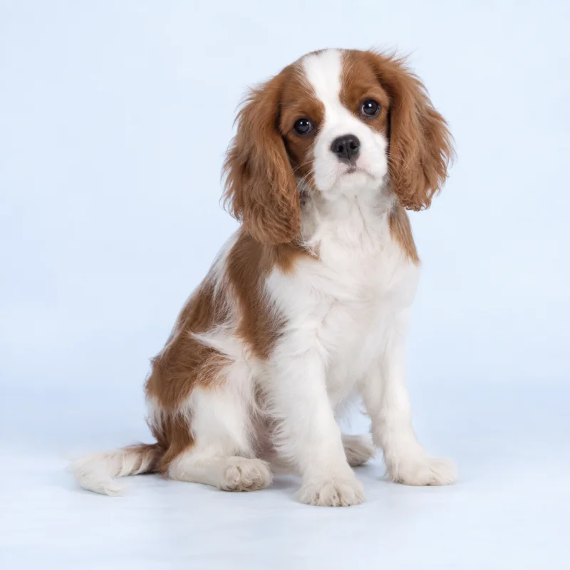 Filhote de Cavalier King Charles Spaniel — imagem ilustrativa gerada por IA