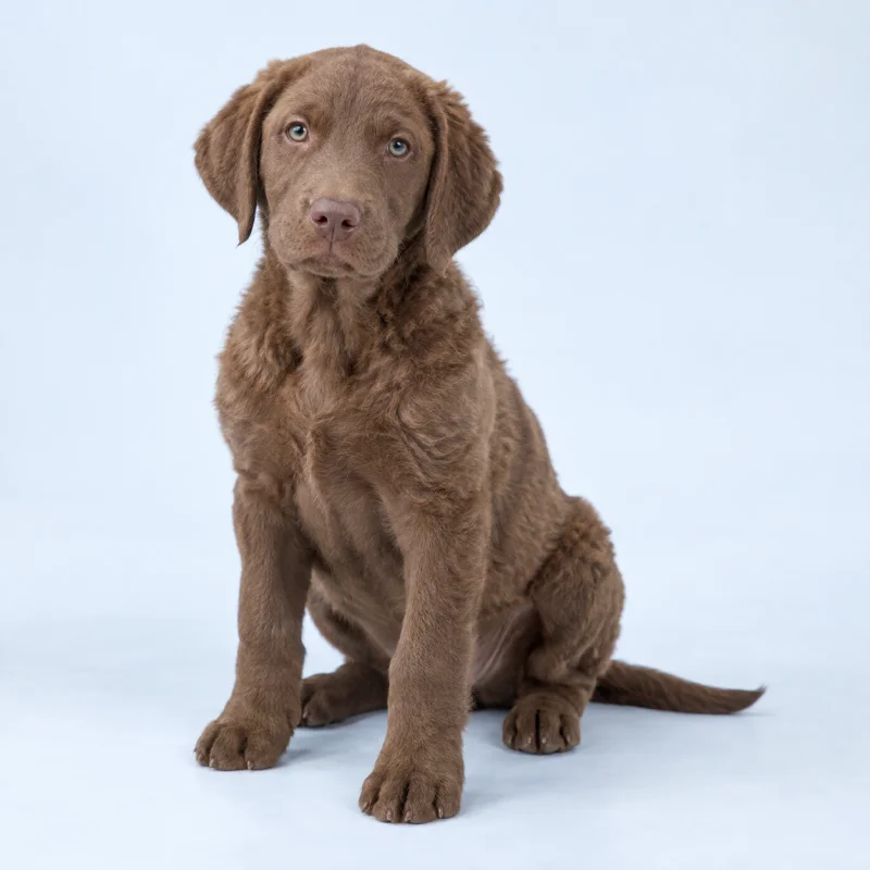 Filhote de Chesapeake Bay Retriever — imagem ilustrativa gerada por IA