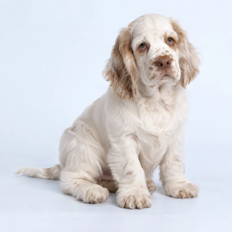 Filhote de Clumber Spaniel — imagem ilustrativa gerada por IA