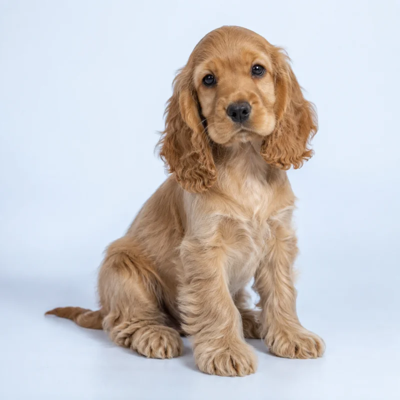 Filhote de Cocker Spaniel Americano — imagem ilustrativa gerada por IA