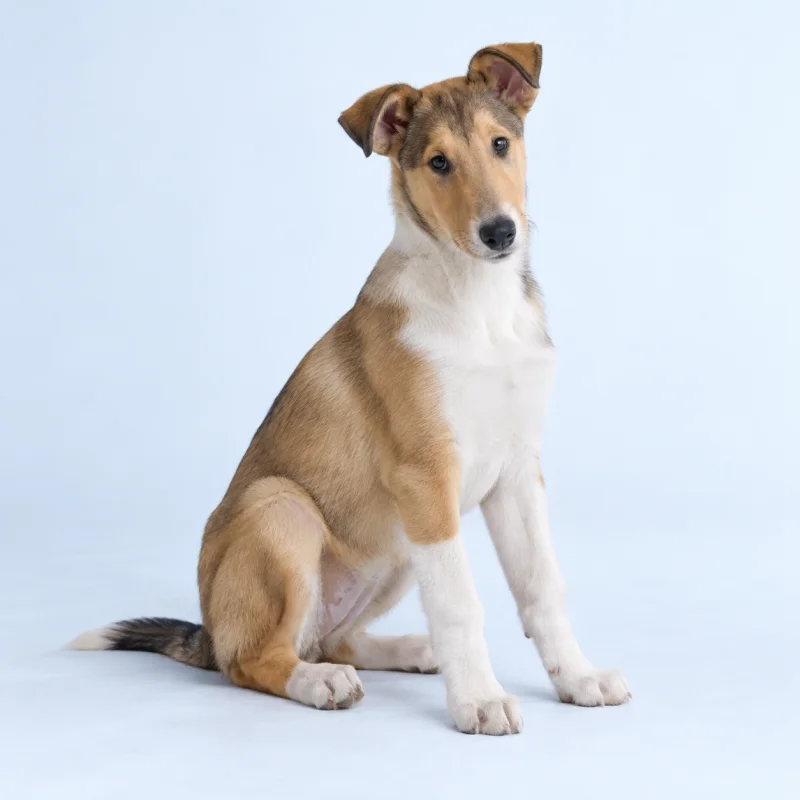 Filhote de Collie Pelo Curto — imagem ilustrativa gerada por IA