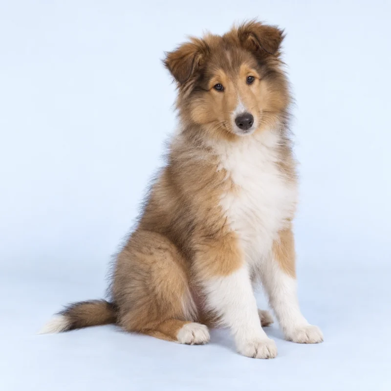 Filhote de Collie Pelo Longo — imagem ilustrativa gerada por IA