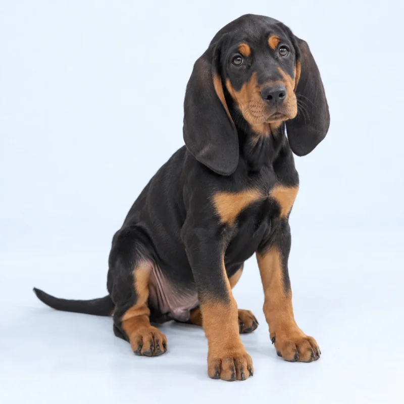 Filhote de Coonhound Black And Tan — imagem ilustrativa gerada por IA