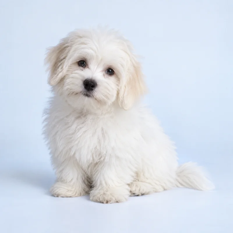 Filhote de Coton de Tulear — imagem ilustrativa gerada por IA