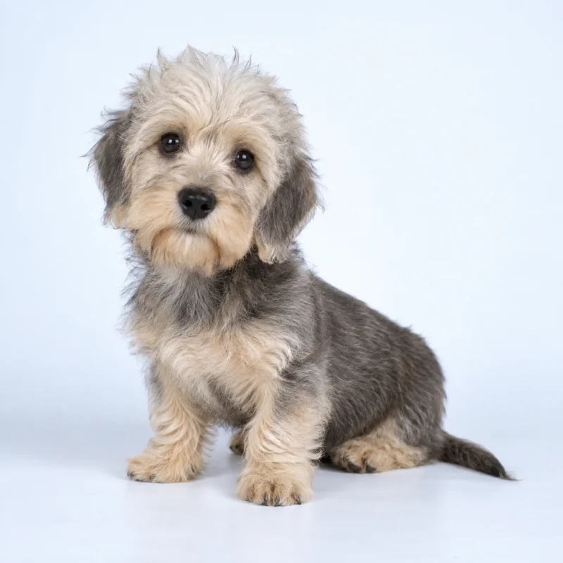 Filhote de Dandie Dinmont Terrier — imagem ilustrativa gerada por IA