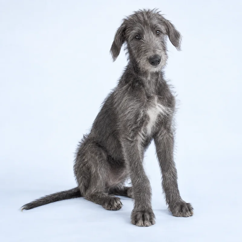 Filhote de Deerhound — imagem ilustrativa gerada por IA