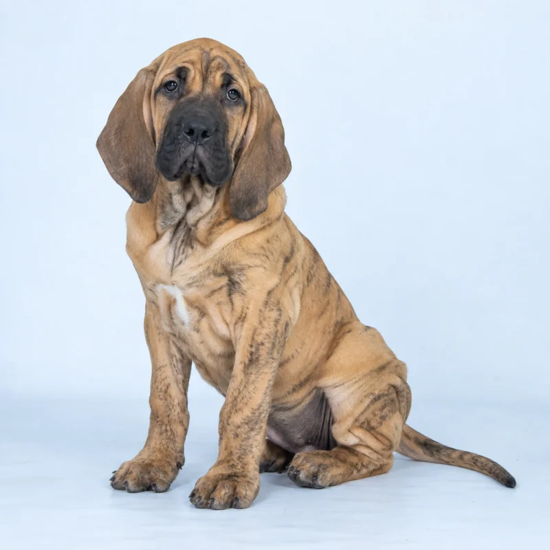Filhote de Fila Brasileiro — imagem ilustrativa gerada por IA