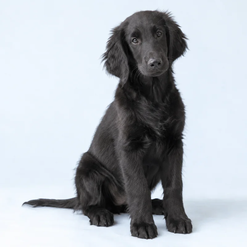 Filhote de Flat Coated Retriever — imagem ilustrativa gerada por IA