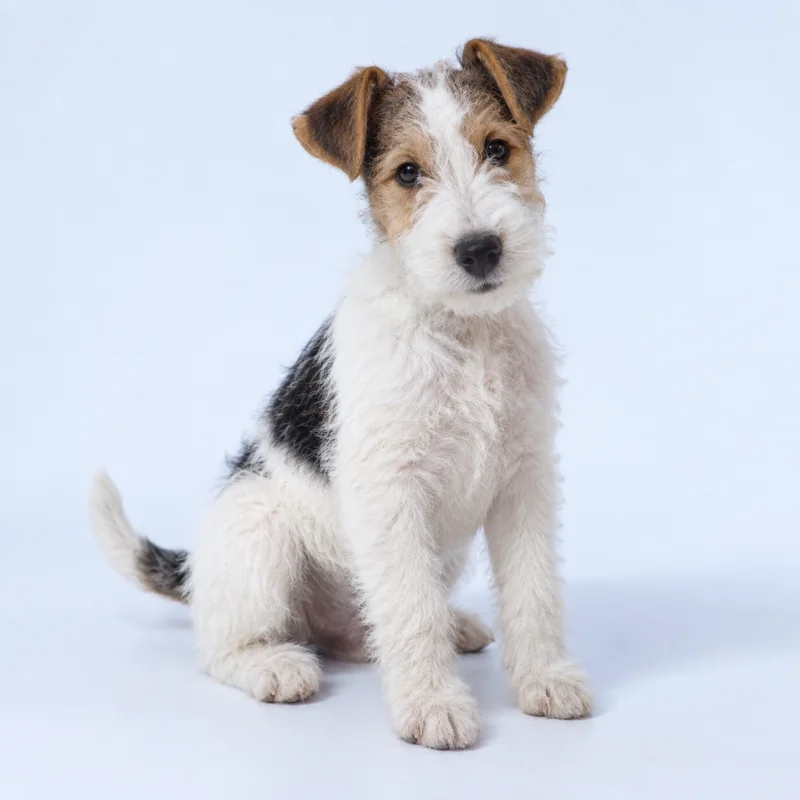 Filhote de Fox Terrier Pelo Duro — imagem ilustrativa gerada por IA