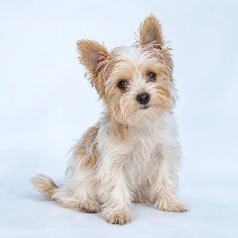 Filhote de Golddust Yorkshire Terrier — imagem ilustrativa gerada por IA