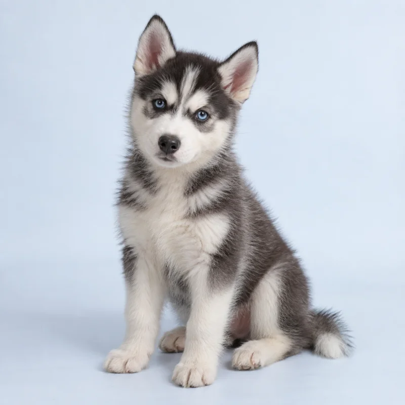 Filhote de Husky Siberiano — imagem ilustrativa gerada por IA