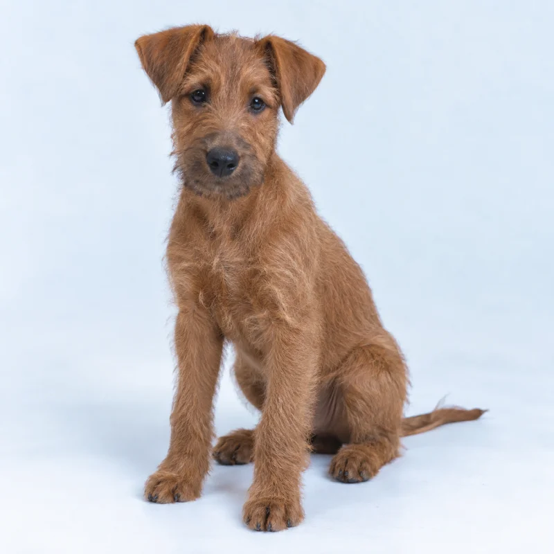 Filhote de Irish Terrier — imagem ilustrativa gerada por IA