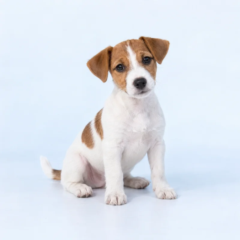 Filhote de Jack Russell Terrier — imagem ilustrativa gerada por IA