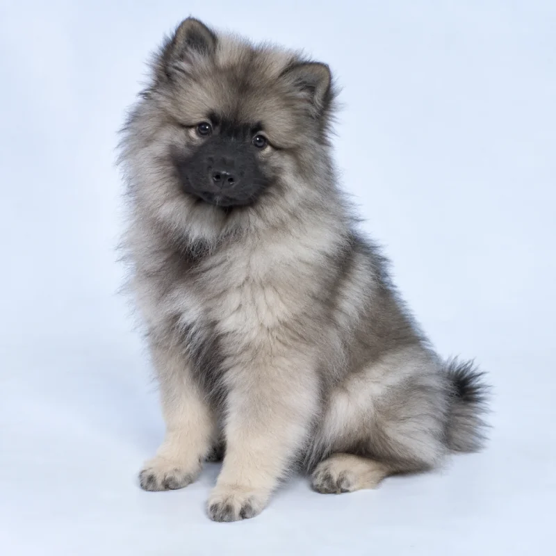 Filhote de Keeshond — imagem ilustrativa gerada por IA