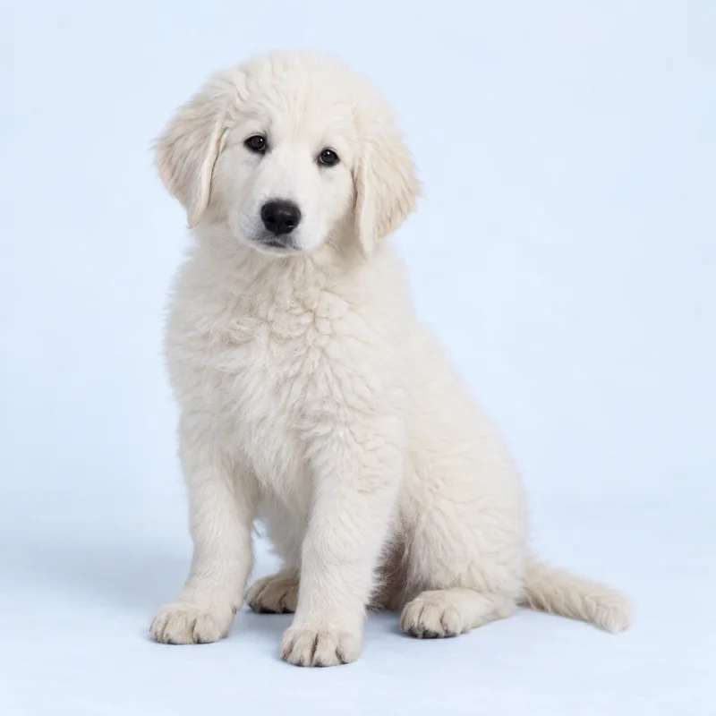 Filhote de Kuvasz — imagem ilustrativa gerada por IA