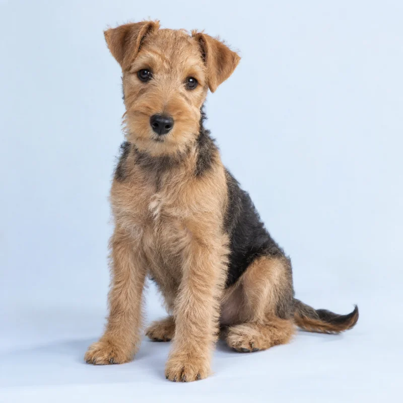 Filhote de Lakeland Terrier — imagem ilustrativa gerada por IA