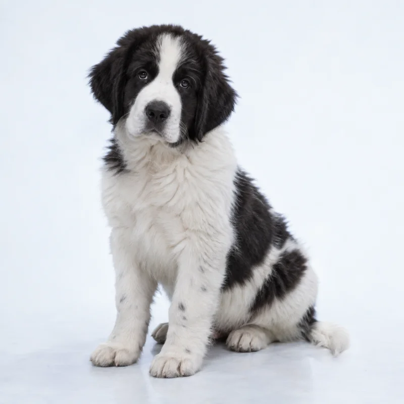 Filhote de Landseer — imagem ilustrativa gerada por IA