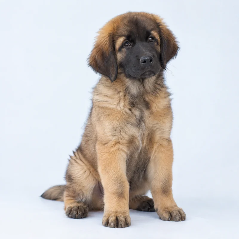 Filhote de Leonberger — imagem ilustrativa gerada por IA