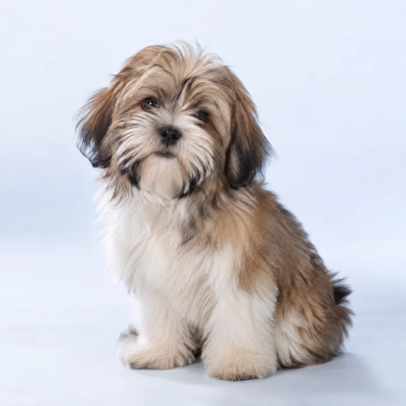 Filhote de Lhasa Apso — imagem ilustrativa gerada por IA
