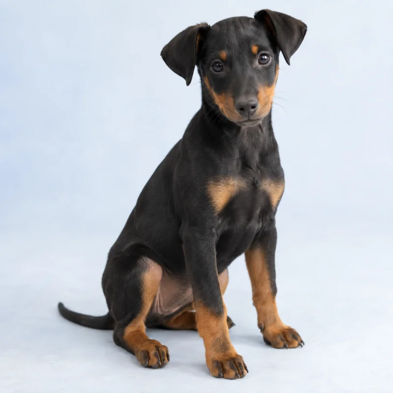 Filhote de Manchester Terrier — imagem ilustrativa gerada por IA