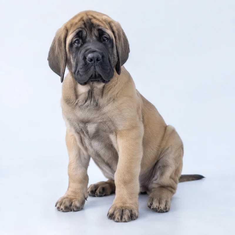 Filhote de Mastiff Inglês — imagem ilustrativa gerada por IA