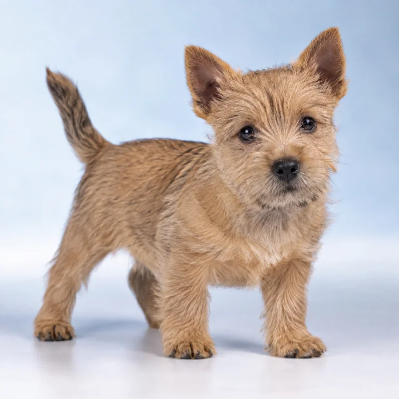 Filhote de Norwich Terrier — imagem ilustrativa gerada por IA