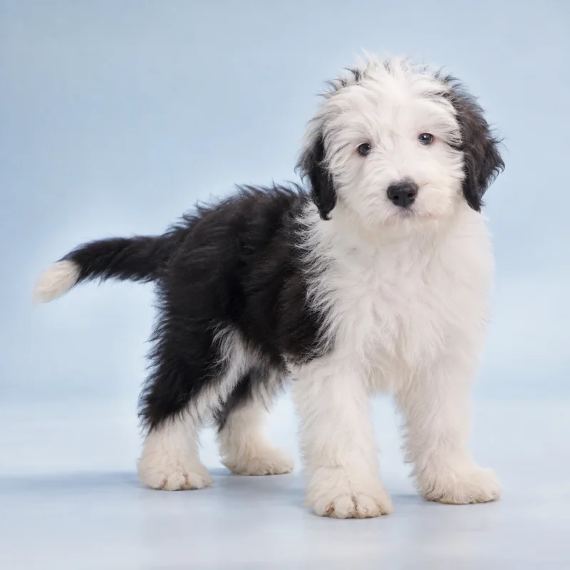 Filhote de Old English Sheepdog — imagem ilustrativa gerada por IA