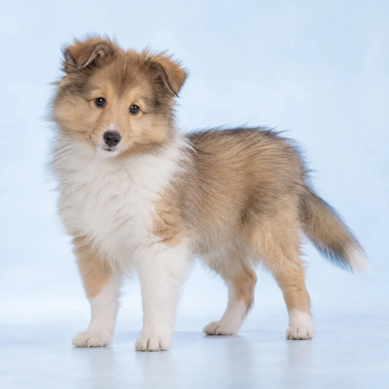 Filhote de Pastor de Shetland — imagem ilustrativa gerada por IA