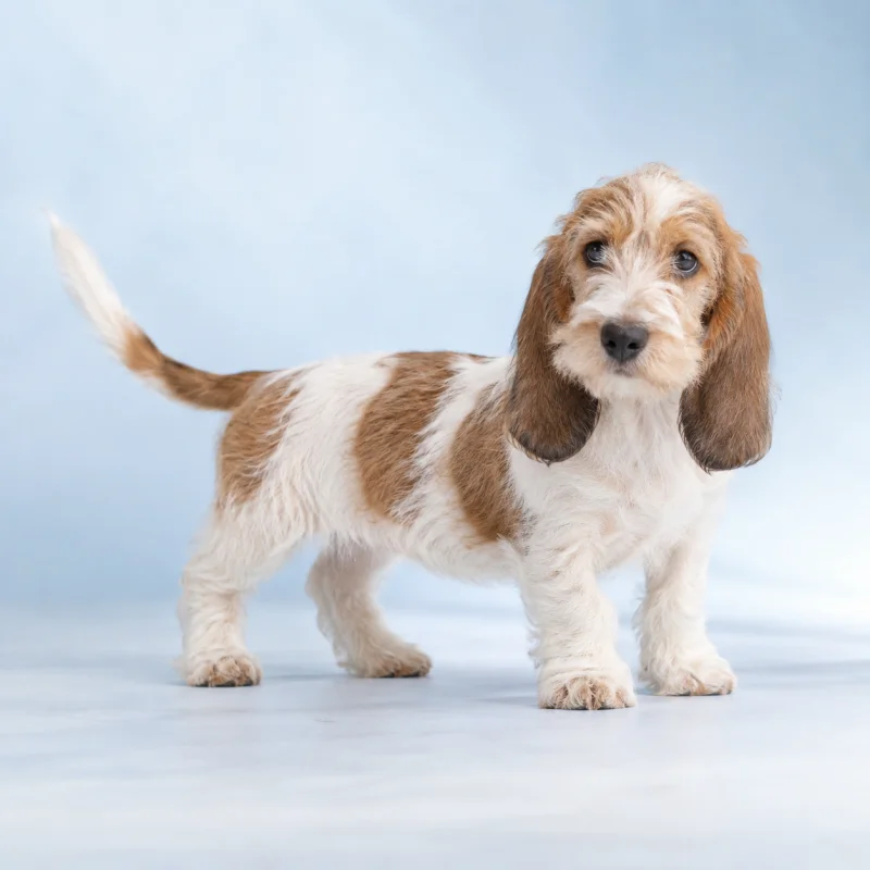 Filhote de Petit Basset Griffon Vendéen — imagem ilustrativa gerada por IA