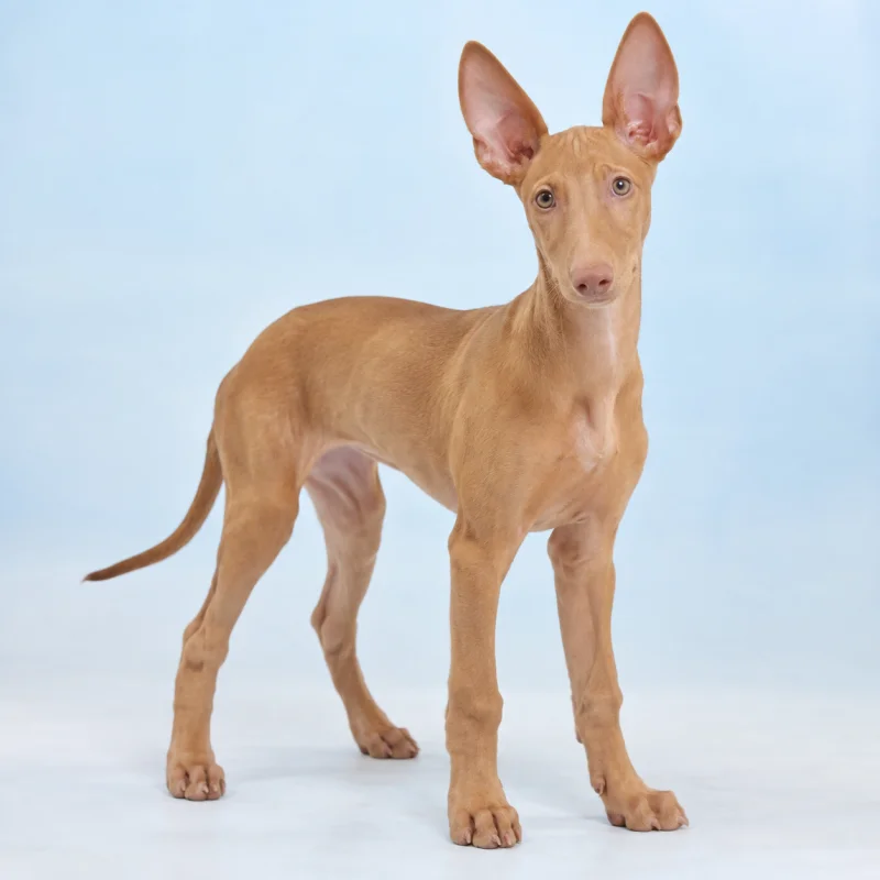 Filhote de Pharaoh Hound — imagem ilustrativa gerada por IA