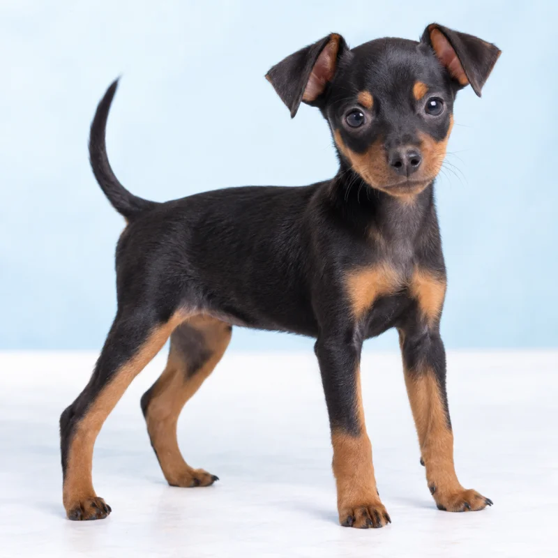 Filhote de Pinscher Miniatura — imagem ilustrativa gerada por IA