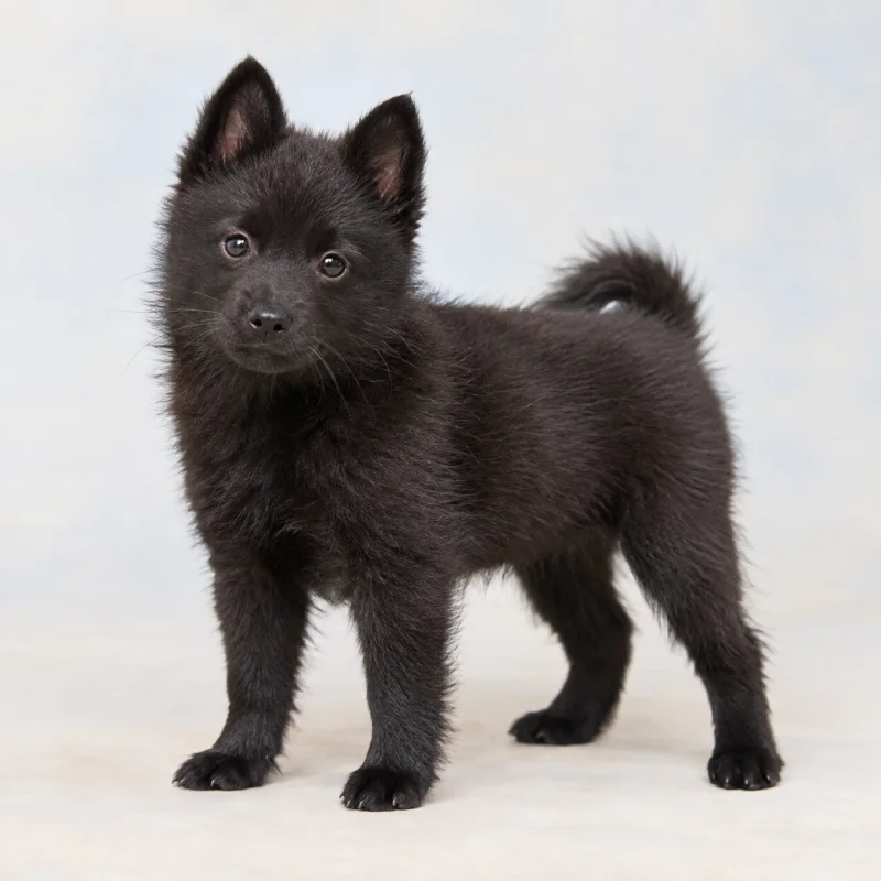 Filhote de Schipperke — imagem ilustrativa gerada por IA