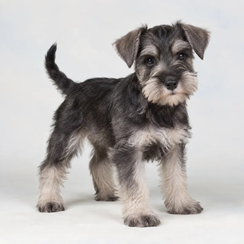 Filhote de Schnauzer Miniatura — imagem ilustrativa gerada por IA