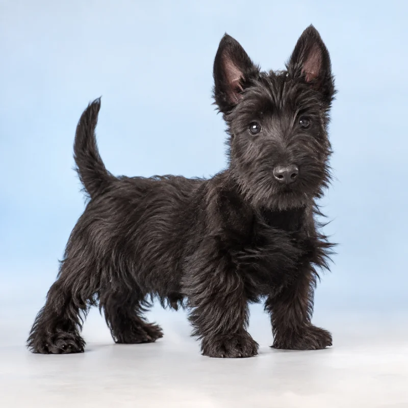 Filhote de Scottish Terrier — imagem ilustrativa gerada por IA