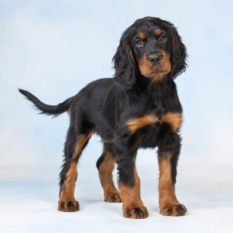 Filhote de Setter Gordon — imagem ilustrativa gerada por IA