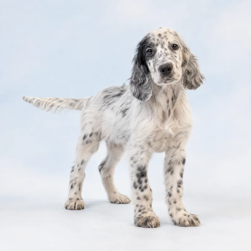 Filhote de Setter Inglês — imagem ilustrativa gerada por IA